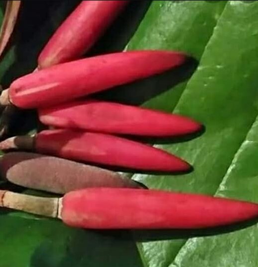 Kembang Kantil Merah Keindahan yang Tersembunyi dalam Dunia Flora